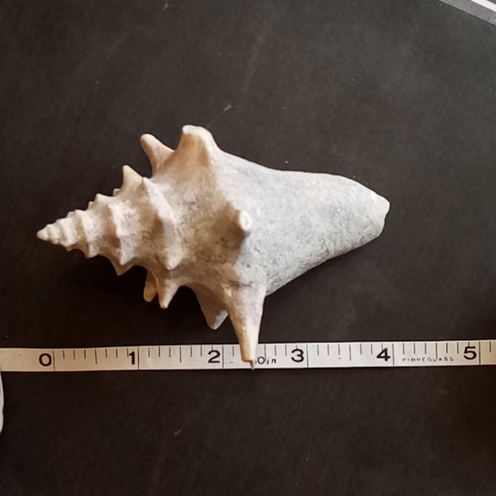 Conch Shell 4inches - Picture 6 of 6